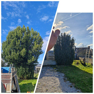 Photo de galerie - Rabattage d'un laurier minimum 8m de haut 