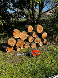Photo de galerie - Elagage et coupe d'arbres