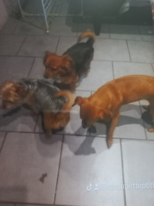 Photo de galerie - Petit chiens toiletter 