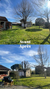 Photo de galerie - élagage d’un tilleul , plus bas que les anciennes coupes à la demande du client . 