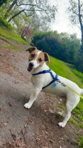 Photo de galerie - Garde chien