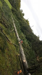 Photo de galerie - Coupe de sapin 