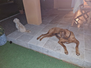 Photo de galerie - Repos du soir...