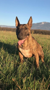 Photo de galerie - Promenade à la campagne avec la petite princesse. 