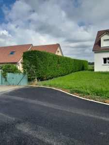 Photo de galerie - Taille de haie 
