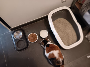 Photo de galerie - Lui donner à manger et changer la litière 
