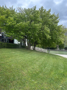 Photo de galerie - Tonte