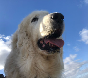 Photo de galerie - Indra