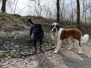 Photo de galerie - Balade entre toutou 
