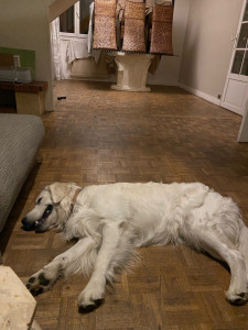 Photo de galerie - Garde Chien