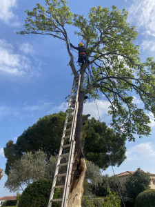 Photo de galerie - Élagage et abattage d'un arbre à Saint-Brevin-les-Pins.