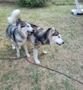 Photo de galerie - Deux gros poilus bien sympas 