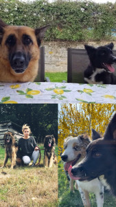 Photo de galerie - Petsitter : Garde a domicile, visites, balades, dressages, cours de comportements