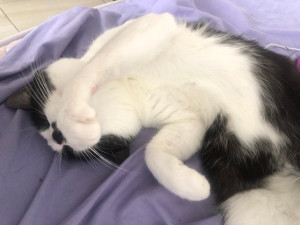 Photo de galerie - Mon chat Milky.