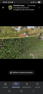 Photo de galerie - Taillage de haies 
