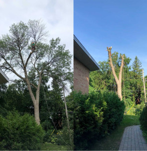 Photo de galerie - Voilà l’avant après d’un arbre très dangereux pour la maison