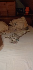 Photo de galerie - Garde chat