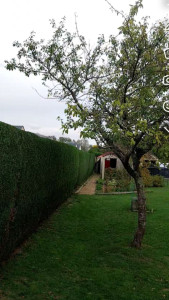 Photo de galerie - Taille d'une haie de thuya 