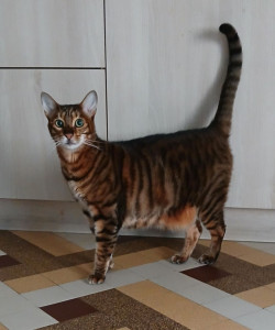 Photo de galerie - Garde chat