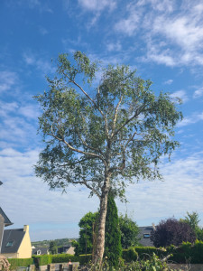 Photo de galerie - Elagage et coupe d'arbres