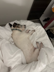 Photo de galerie - Encore un petit chien a domicile :):)