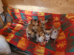 Photo de galerie - Garde de 8 chihuahuas chez moi 