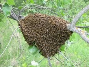 Photo de galerie - Chercher un essaim d'abeilles chez vous au printemps!