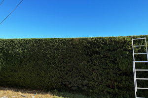 Photo de galerie - Taille d’une haie de cyprès 