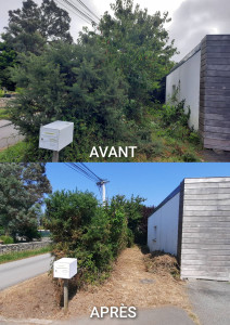 Photo de galerie - Taille d'une haie et débroussaillage 