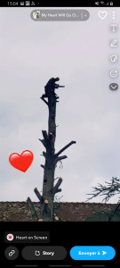 Photo de galerie - Elagage et coupe d'arbres