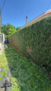 Photo de galerie - Une haie tailler à la perfection 