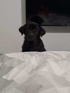 Photo de galerie - Garde chien