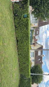 Photo de galerie - Taille de haies 