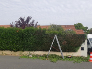 Photo de galerie - Taille de haie