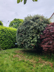 Photo de galerie - Coup de fraîcheur, taille de haie