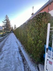 Photo de galerie - Taille de haies et d'arbustes