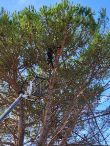 Photo de galerie - Elagage et coupe d'arbres