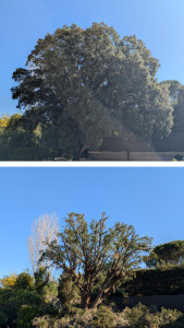 Photo de galerie - Elagage et coupe d'arbres