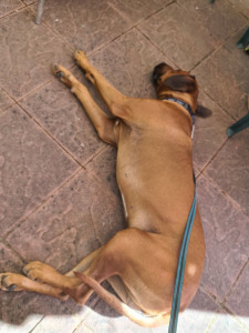 Photo de galerie - Un rodesian Ridgeback formidable 