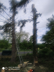 Photo de galerie - Abbattage elagage