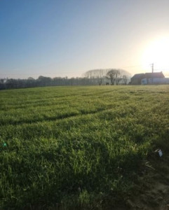 Photo de galerie - Tonte de pelouse 