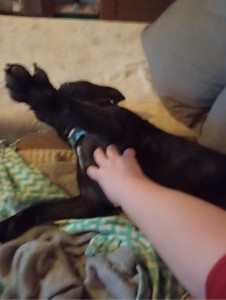 Photo de galerie - Garde chien