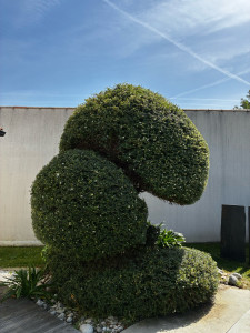 Photo de galerie - Taille de formation