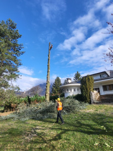 Photo de galerie - Démontage d'un Cedrus deodara ( Cèdre de l'Himalaya).
