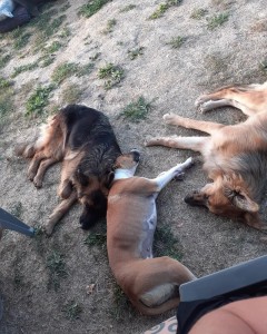 Photo de galerie - Garde chien