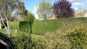 Photo de galerie - Je vous propose mes services pour tailler, tontes, débroussaillage ainsi que divers travaux
nettoyage terrasse, clôture et autres 
cordialement Joël 