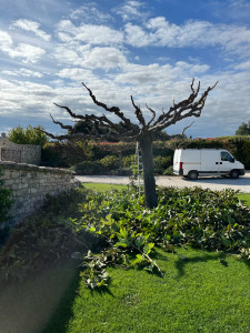 Photo de galerie - Taille mûriers platanes 