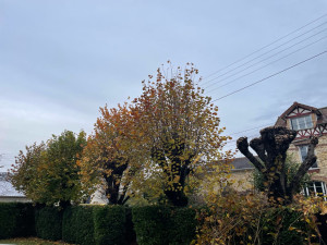 Photo de galerie - Elagage et coupe d'arbres