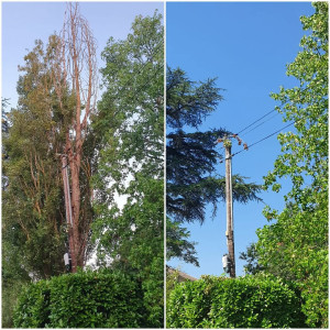 Photo de galerie - Abattage d'arbre pris dans une ligne électrique ?