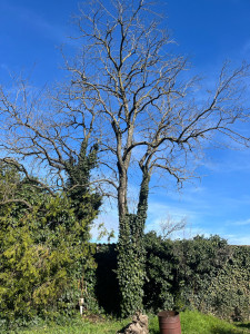 Photo de galerie - Abattage et élagage d’acacias AVANT  